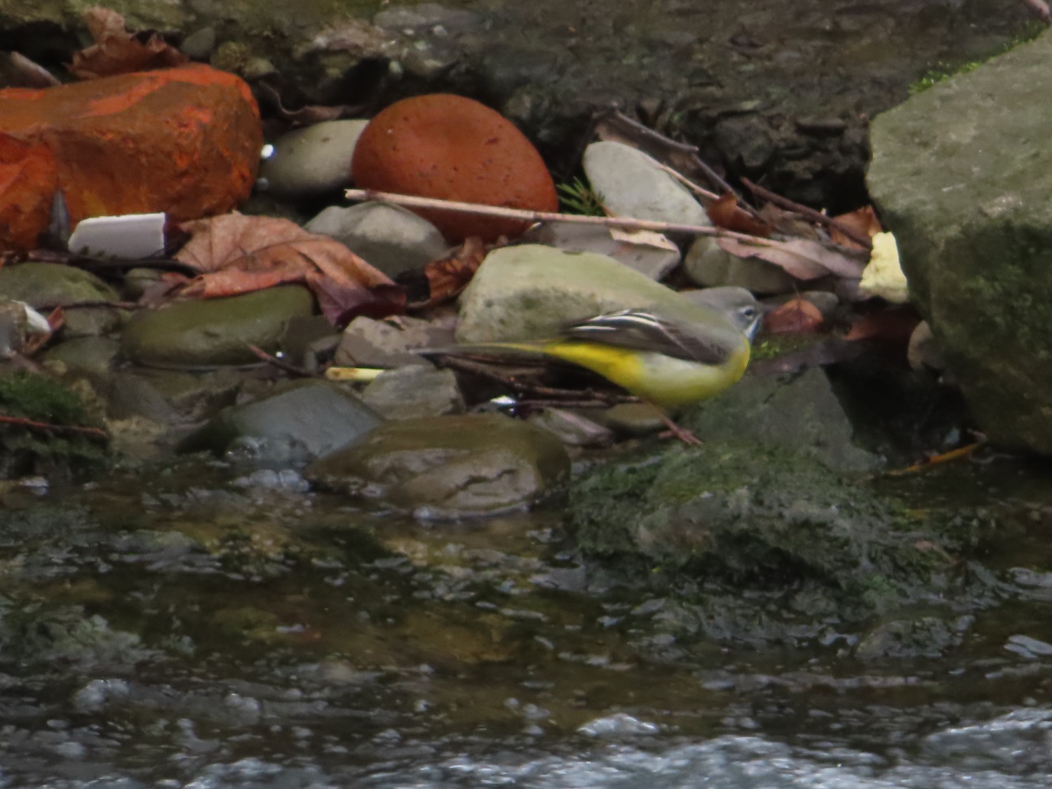 livebirdspoland_66ad2330c7d99ecd5b659c67e9fbc2aa.jpg