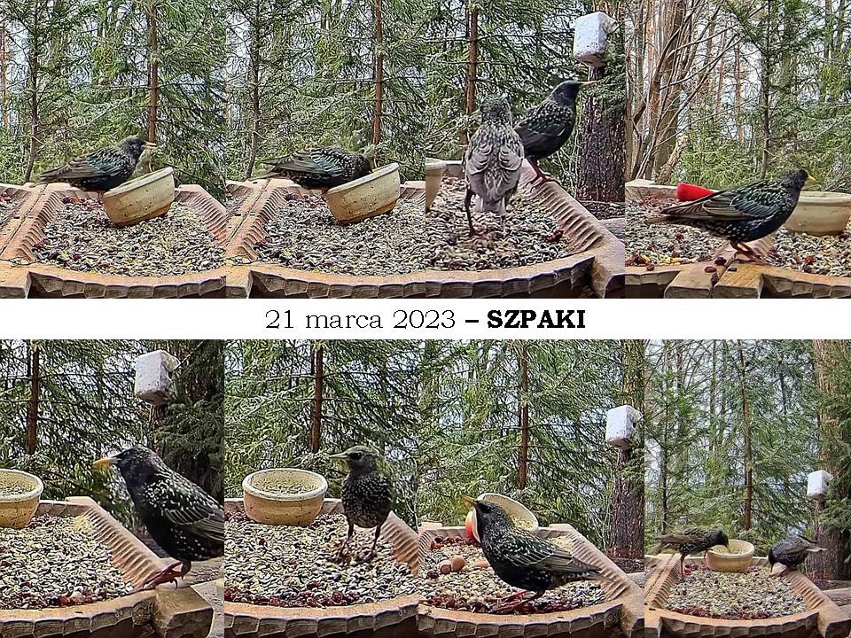 livebirdspoland_c6a87426ba9d75da6376e041ecd4e47a.jpg