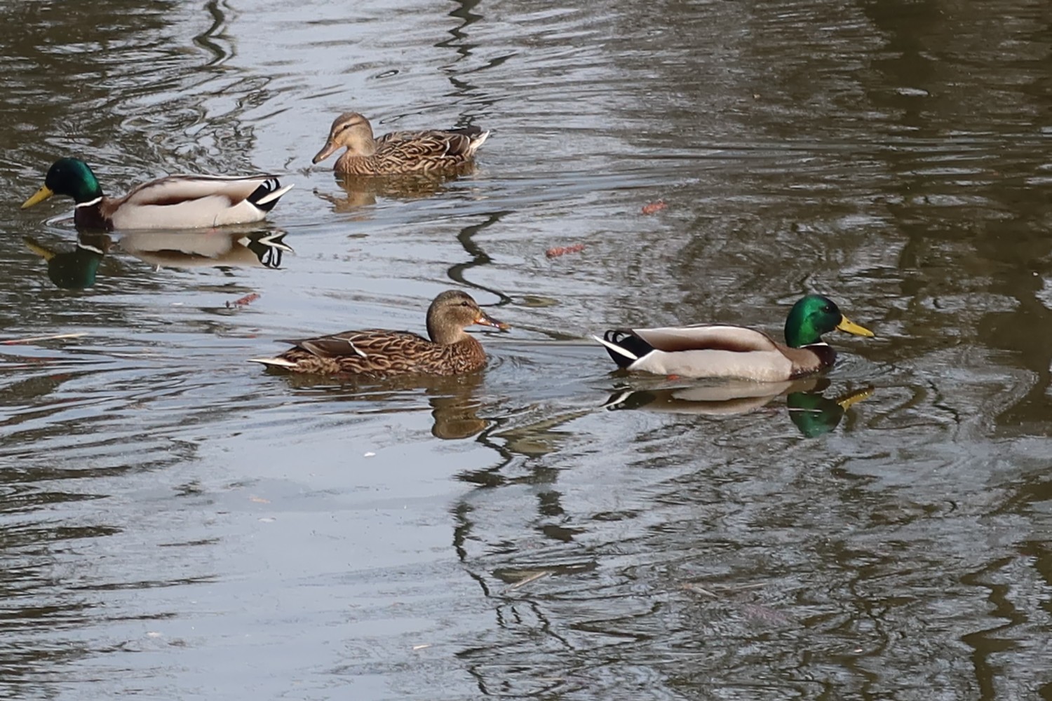 livebirdspoland_48051cc5780a69c6ef80e34c94ccb75d.jpg