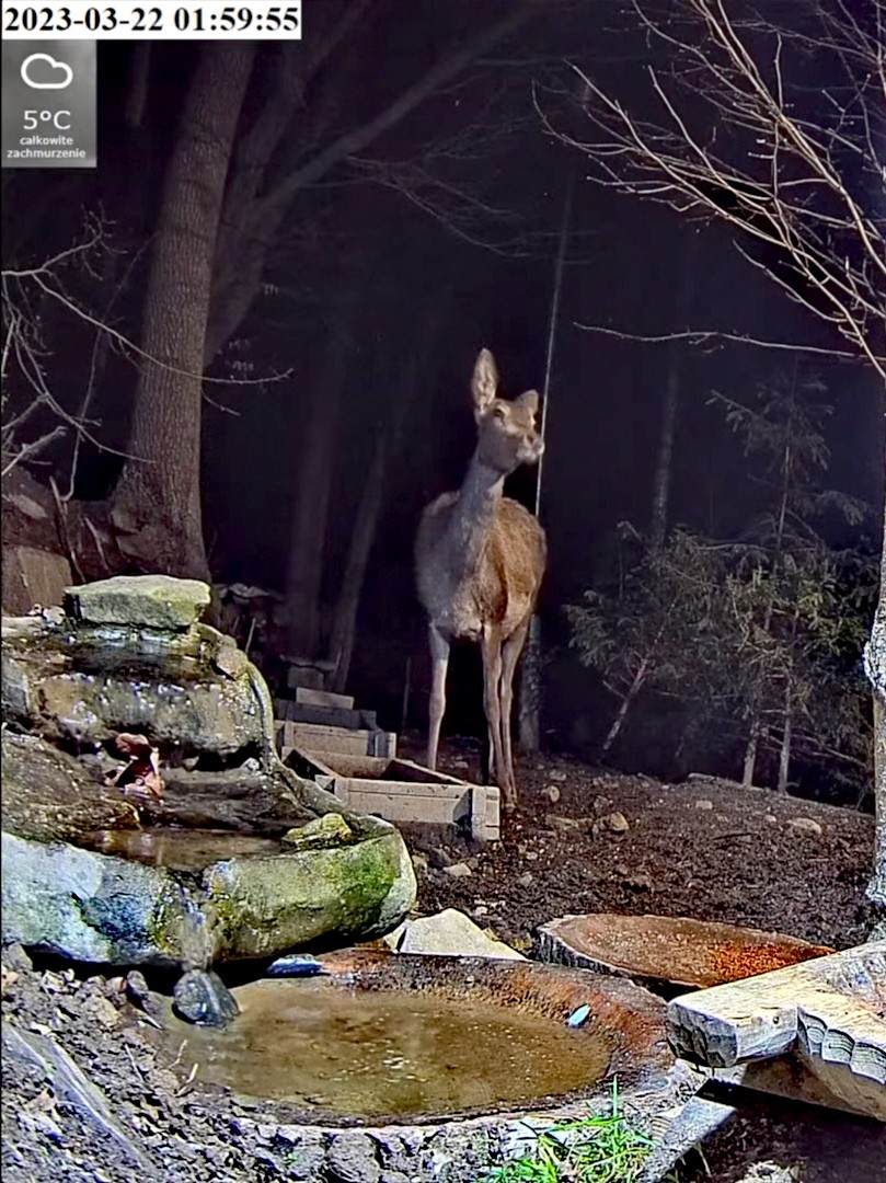 livebirdspoland_a248930afa7f0654550f29b16bb03359.jpg