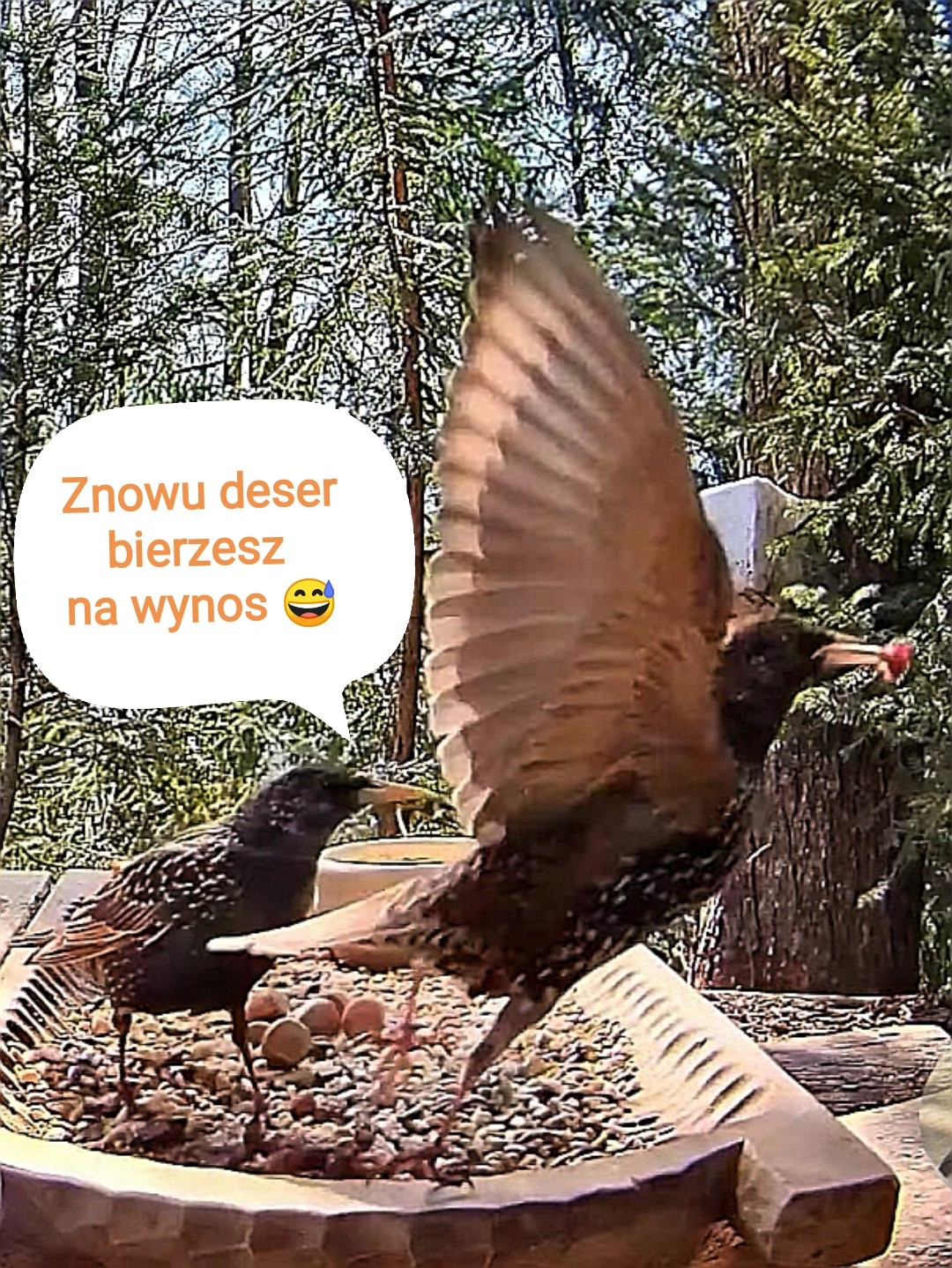 livebirdspoland_019f923e8e5a9128a6ae36d1b6acea8a.jpg