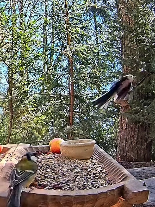 livebirdspoland_0a7ce6a6e7fd4a31ab8fe4da099c80d8.jpg