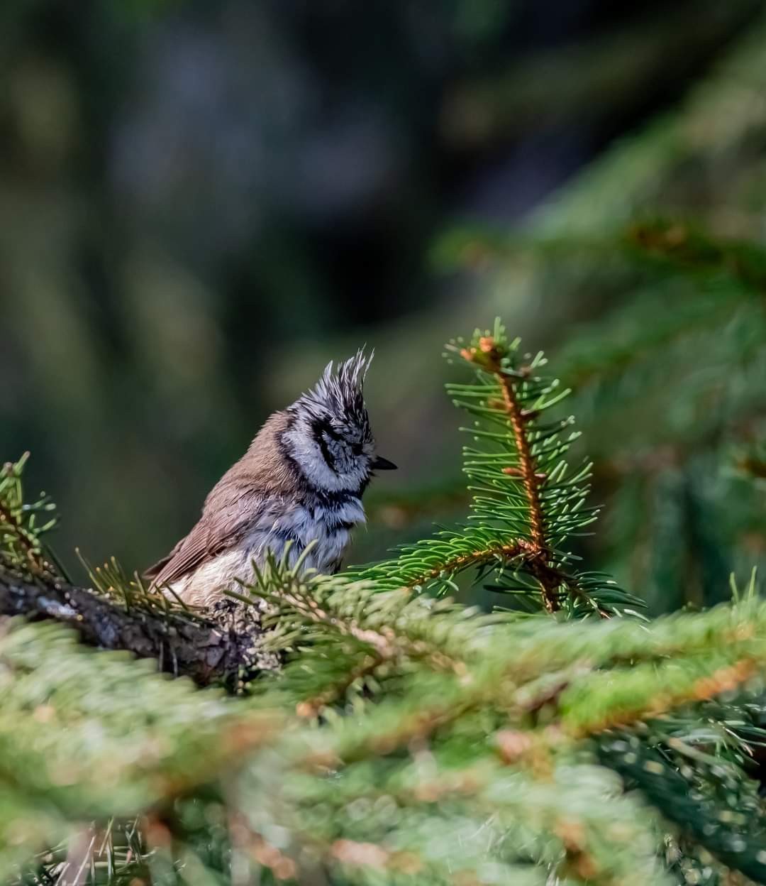 livebirdspoland_4058d617b997f516bd477956283c7e62.jpg