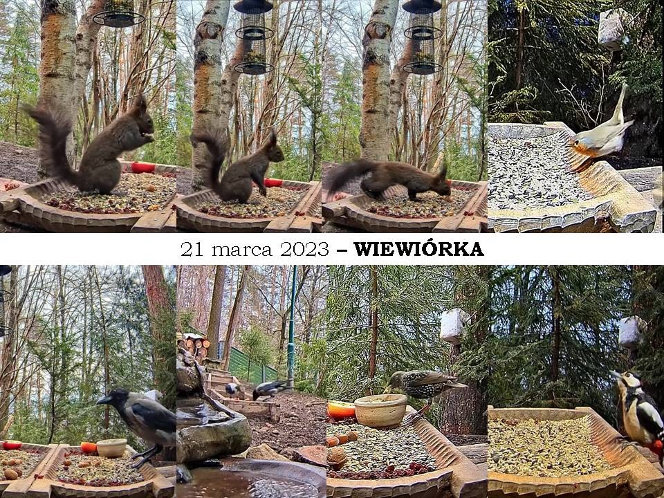 livebirdspoland_0fb8686f67e0323e2c46cd2fbcf367c5.jpg