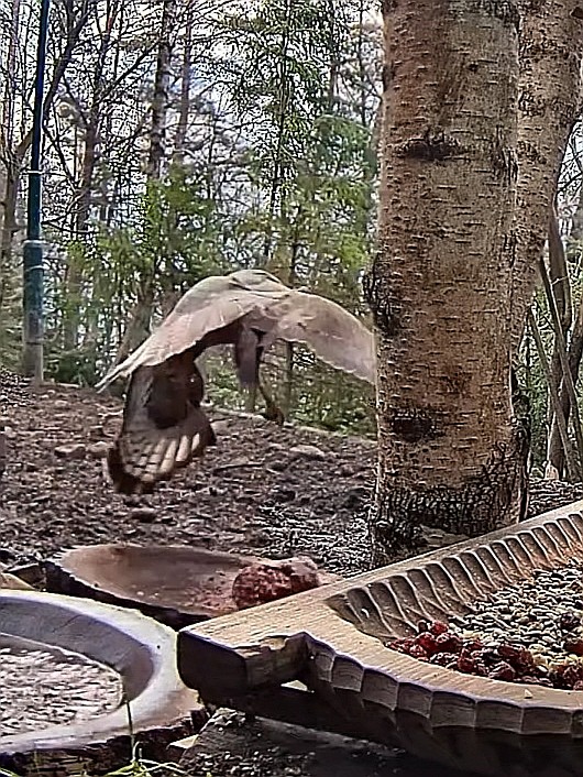 livebirdspoland_a378ec06c345869bba07875b1e7346ee.jpg