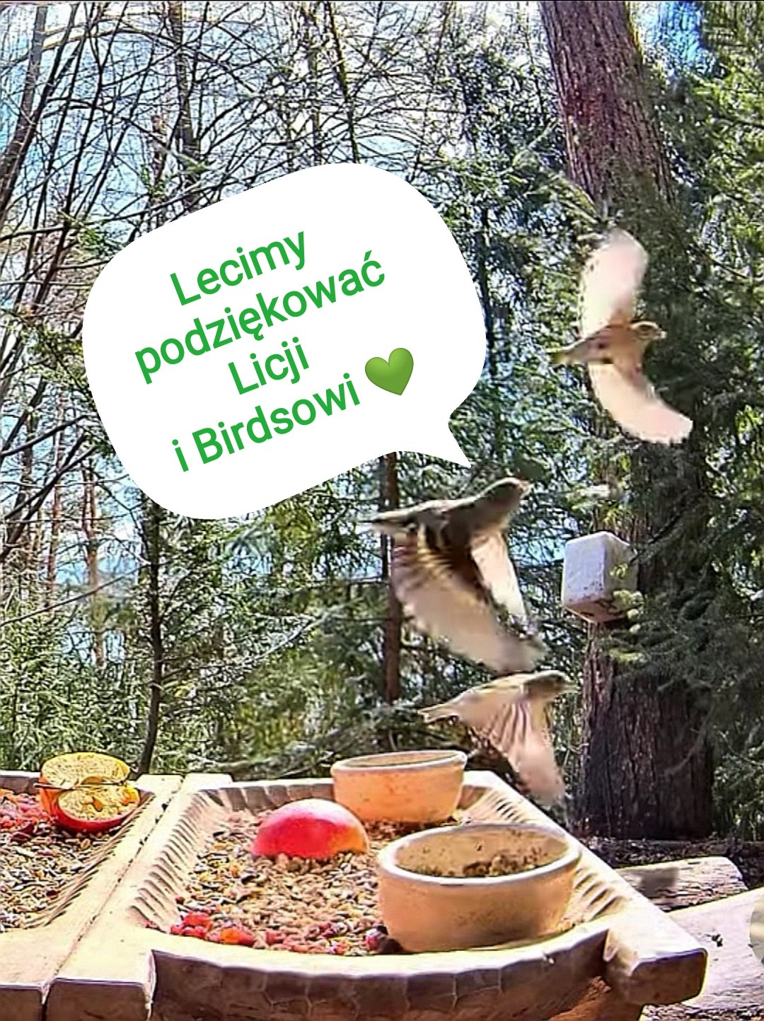 livebirdspoland_d3dc8db41e486d26baed68ba1ebff18c.jpg