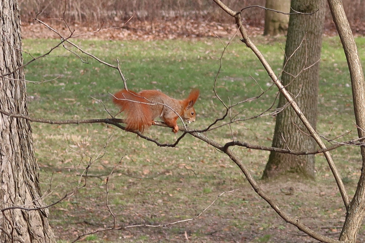 livebirdspoland_65b6fbf88fc78e1caa3df673f0c2bdef.jpg