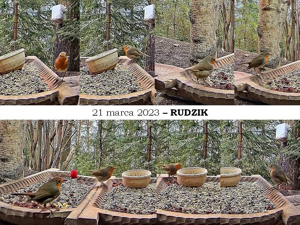 livebirdspoland_e1277a939ab156b778199750f9217456.jpg