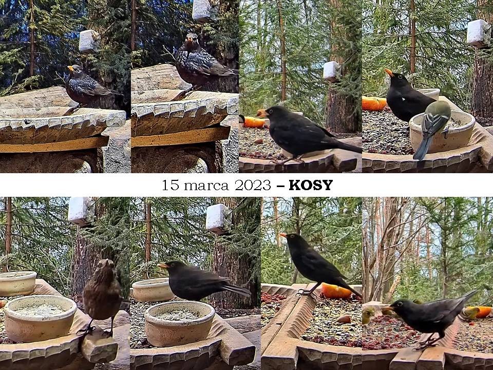 livebirdspoland_ffc80f724dd0874d7f42893ae0c7b2b0.jpg