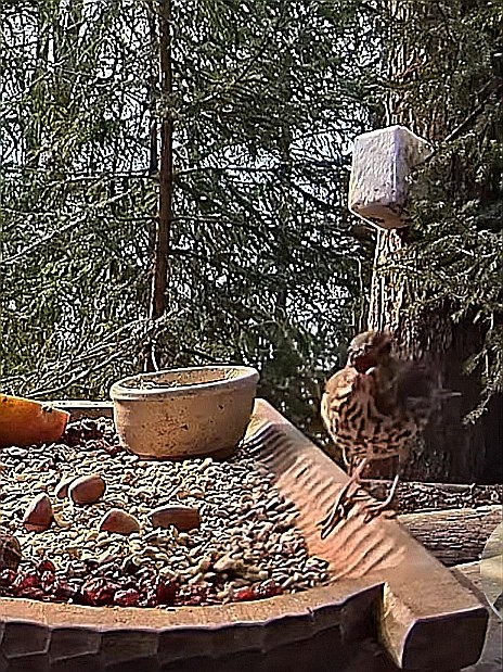 livebirdspoland_79b4db09d34650ae32caf66e6744a2c3.jpg