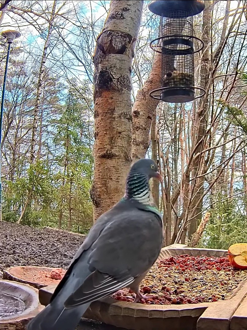 livebirdspoland_9abb73d60aca8db8d4152e94b85a77a8.jpg