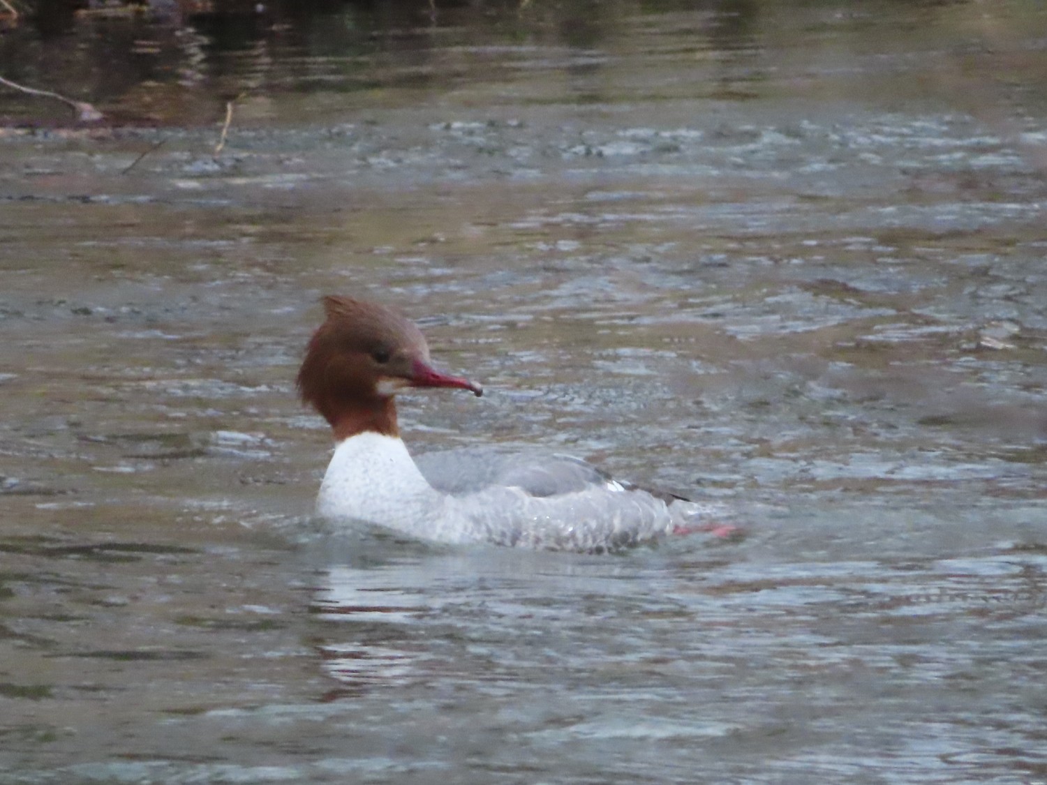 livebirdspoland_6a06bb3cc6f4e62efe773788d2387204.jpg