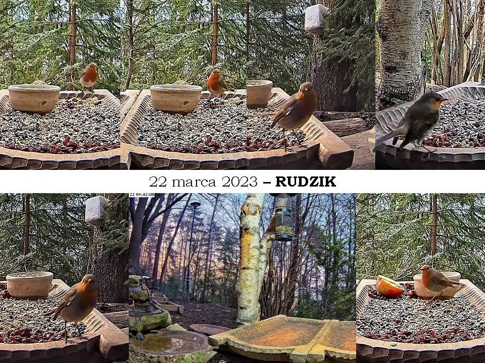 livebirdspoland_97b7cb5a70c6c724601a160494737317.jpg