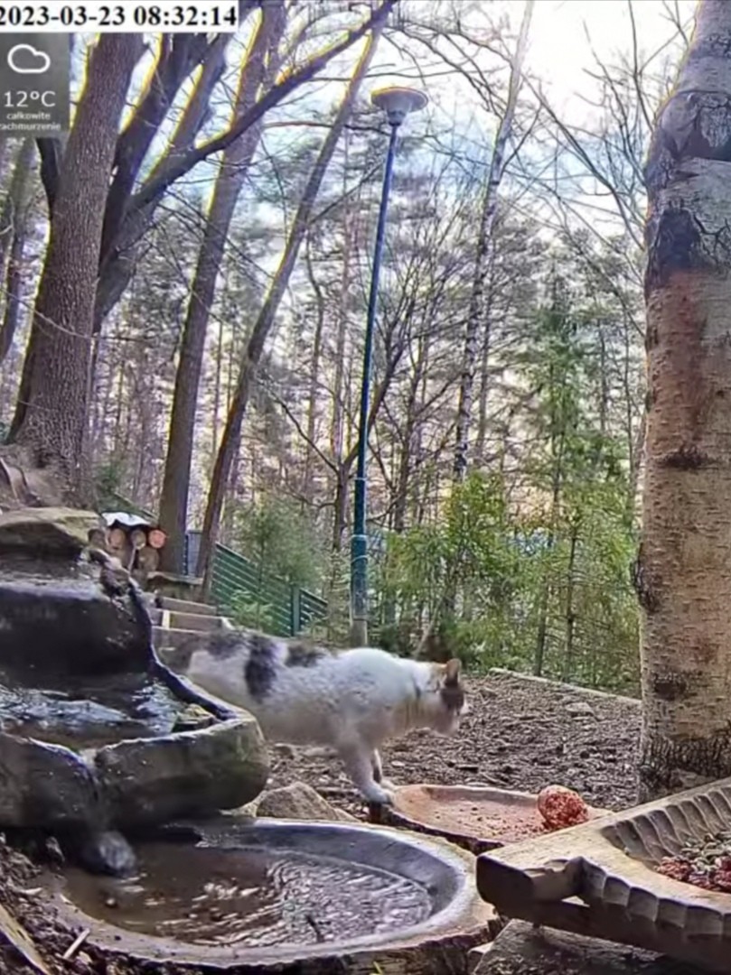 livebirdspoland_401a123b8f52080ca912f790b971028d.jpg