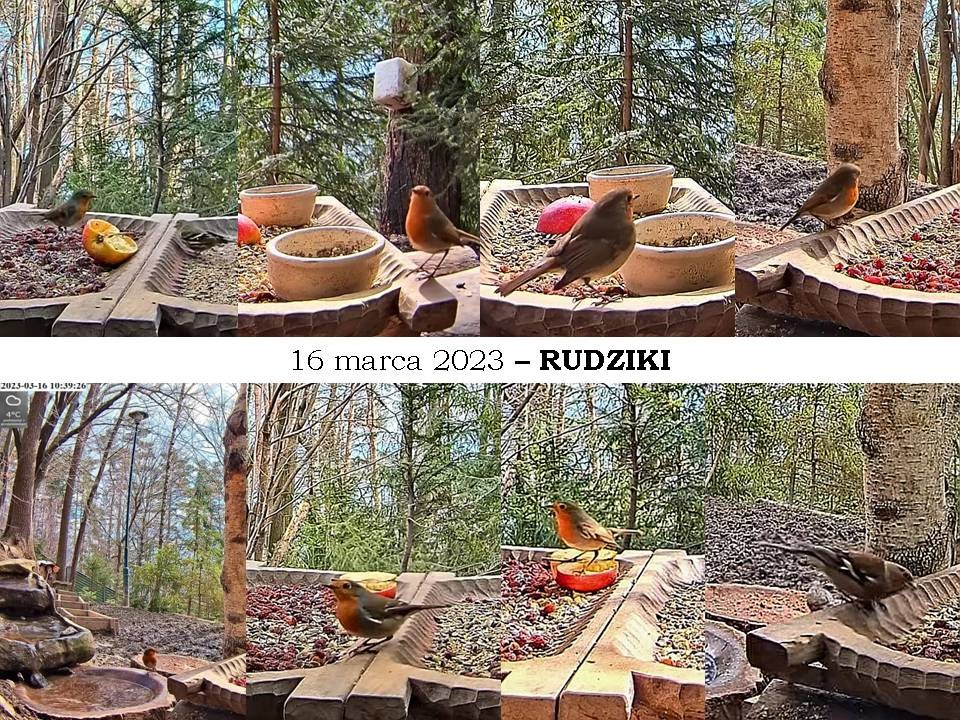 livebirdspoland_20ee9b12aac85eb55320cfdd65b07f69.jpg