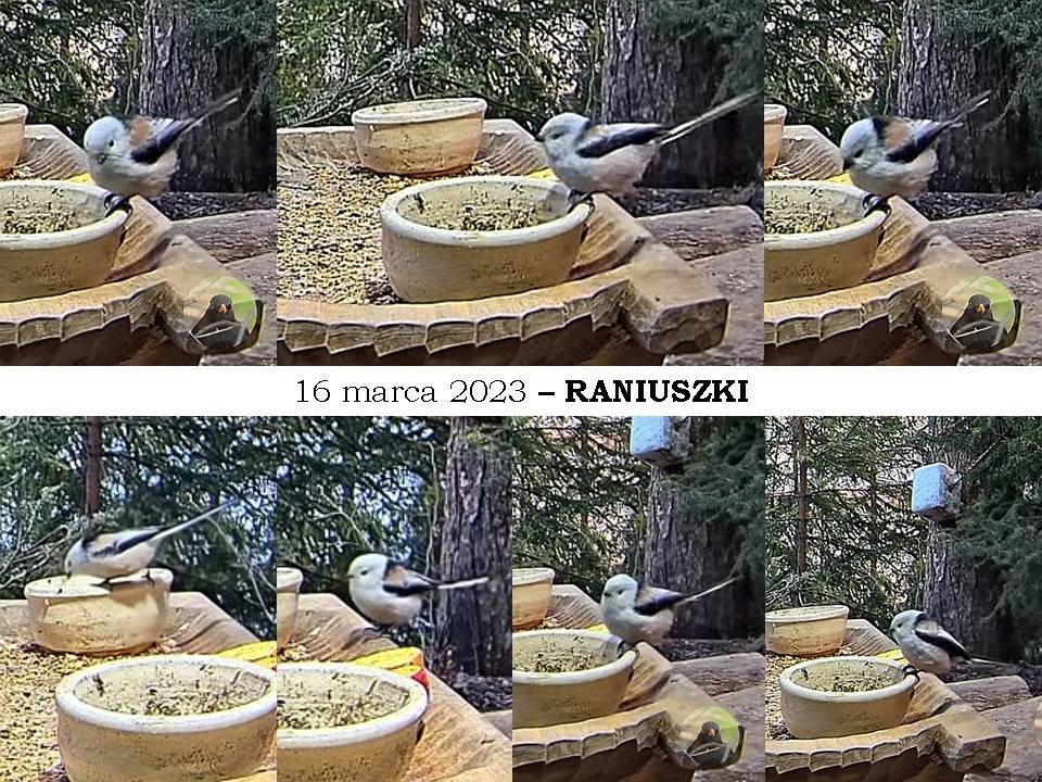 livebirdspoland_d12106d38ad12813285de239f31e4e0a.jpg