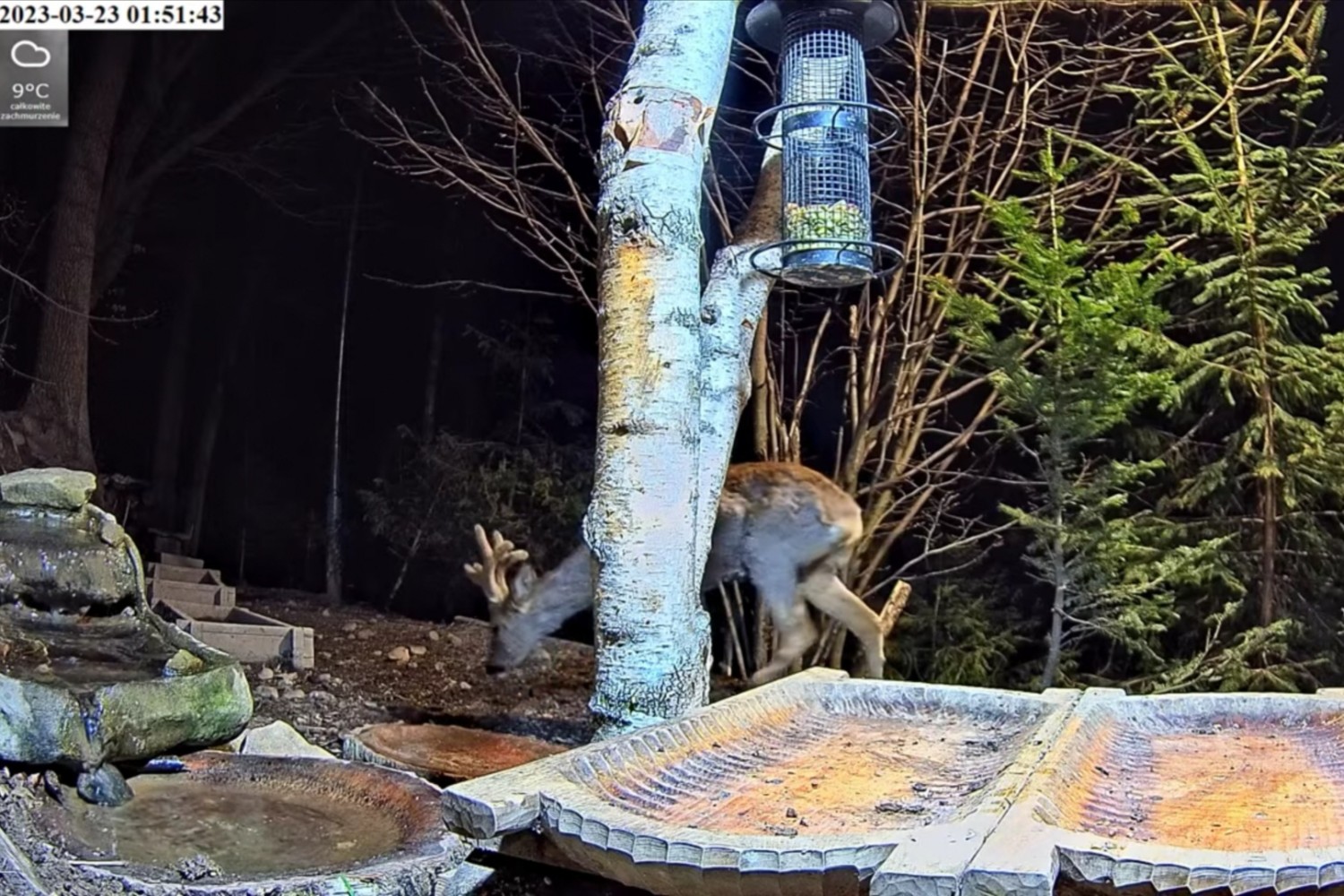 livebirdspoland_23c04efd81cc70b3c7ceeb00024dbf91.jpg