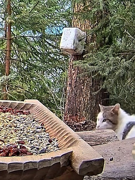 livebirdspoland_a9572e0e025439c6a28738348f8ca61a.jpg