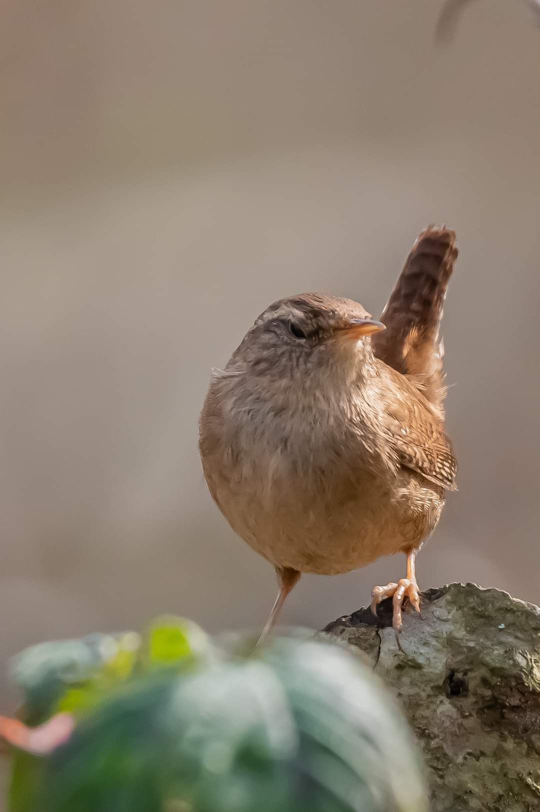 livebirdspoland_60aa362b32f5b7586b743695277e7c63.jpg