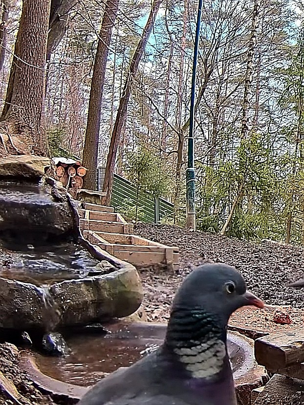 livebirdspoland_b62f82a0b48885c815e19032b0958b49.jpg