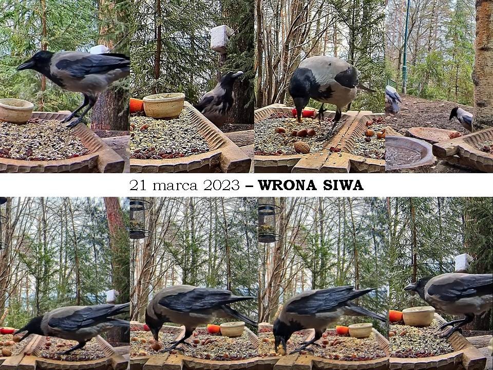 livebirdspoland_bc37bb70d37e600140ab4ce79ce227ed.jpg