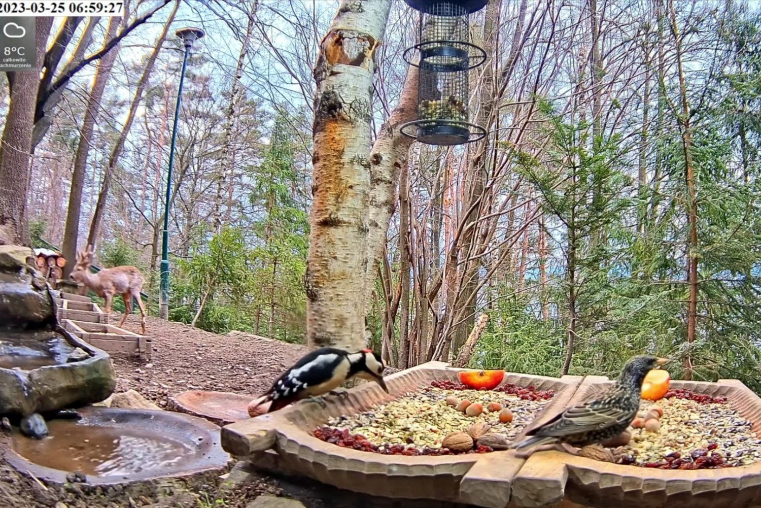 livebirdspoland_d3e59bcf7f425cae7990267ada03b0f8.jpg