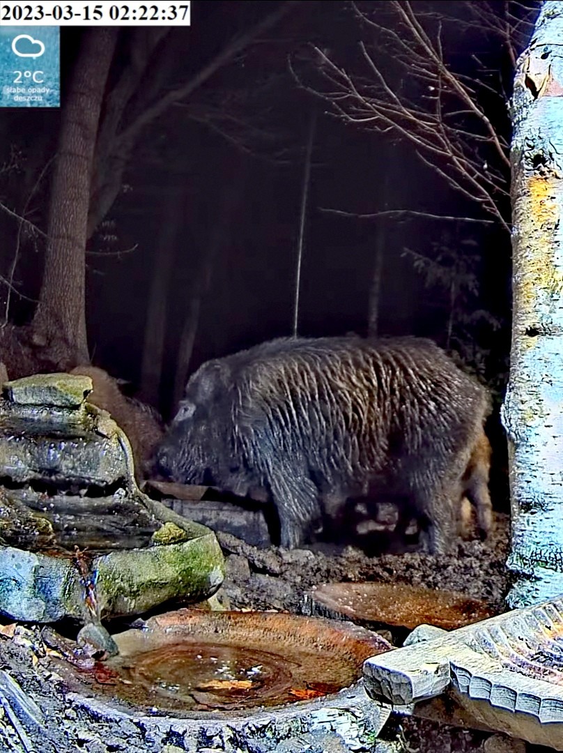 livebirdspoland_3aeccf5b54b9e28f37b35271236f822f.jpg