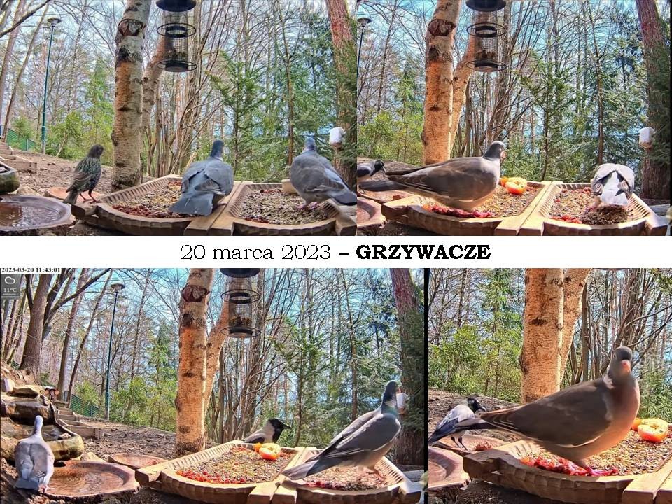 livebirdspoland_cb20cf65132fce6da7f48e395a8b4c60.jpg