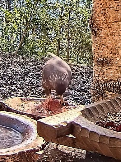 livebirdspoland_8dbb2de1c9c012457eb7f047f0b0ff5f.jpg