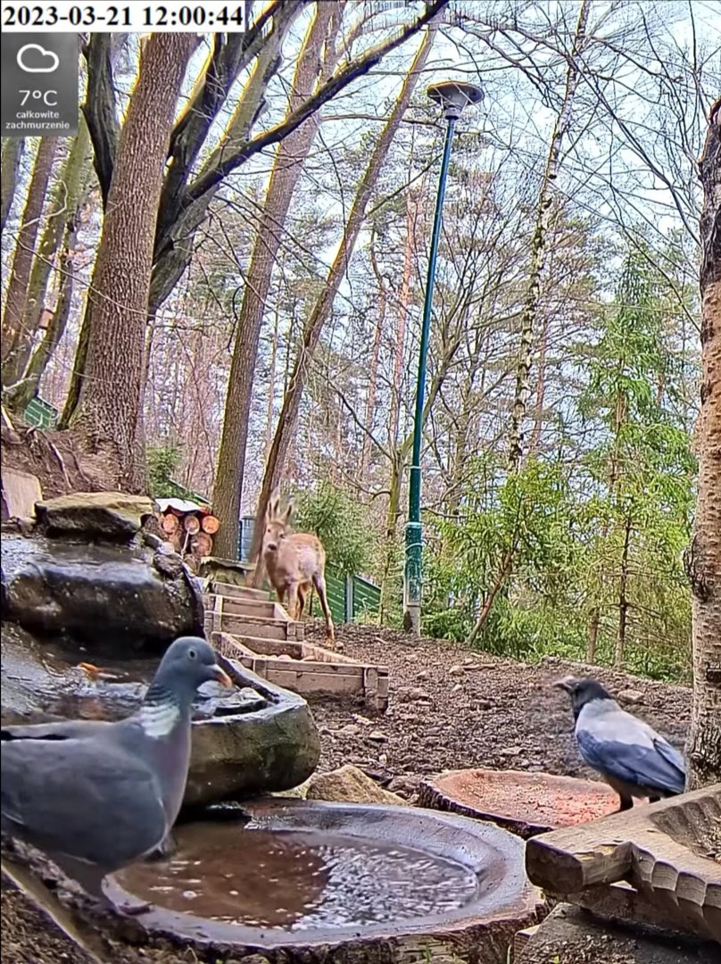 livebirdspoland_dea38c401825f3a652e0820c57a75947.jpg