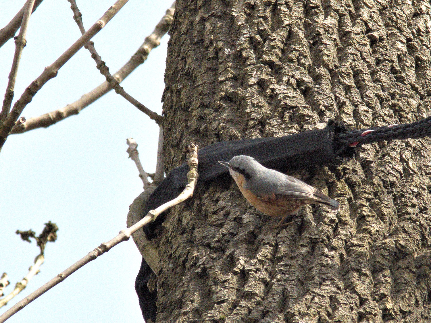 livebirdspoland_2419c9520dd51dac510f570c98d19cff.jpg