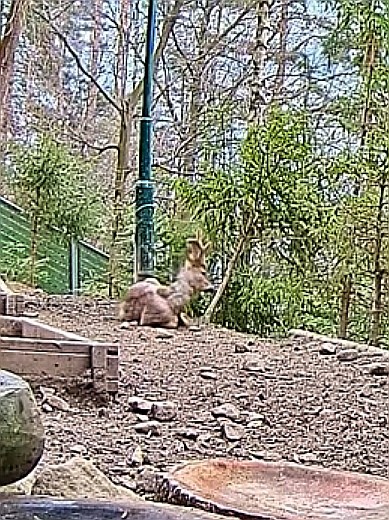 livebirdspoland_49c6ba79a8e5dd58544cb17e841af73f.jpg