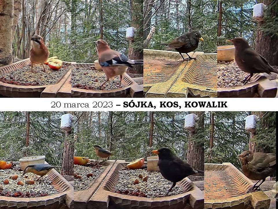 livebirdspoland_ca702609c369ccd1a6f7d65baf2ff651.jpg