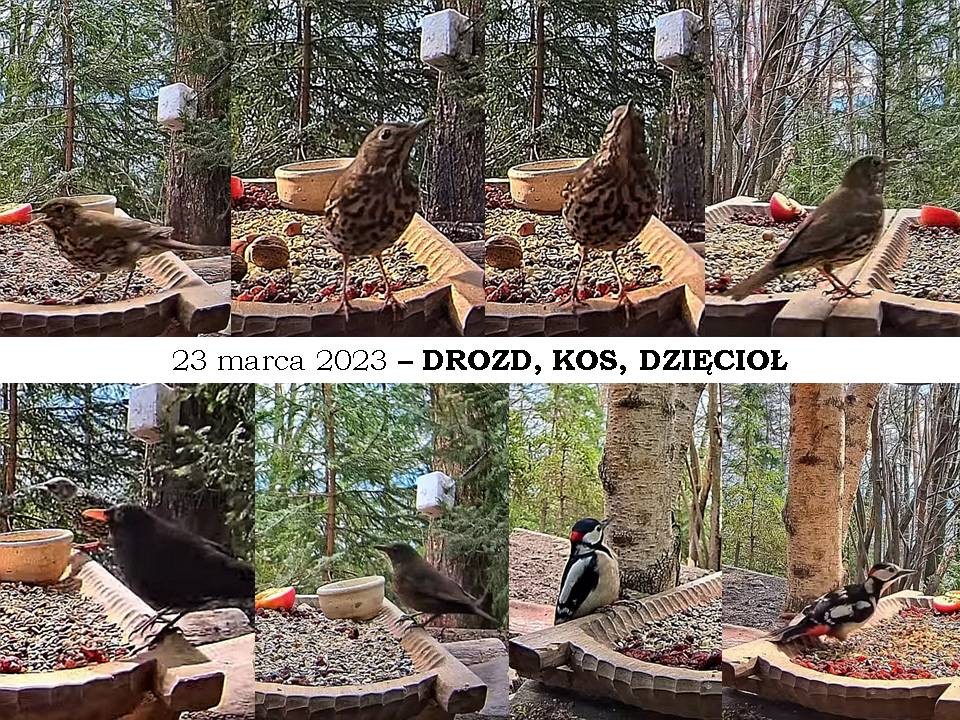 livebirdspoland_7b5959e77646ef0f4b191b9498ffbc79.jpg