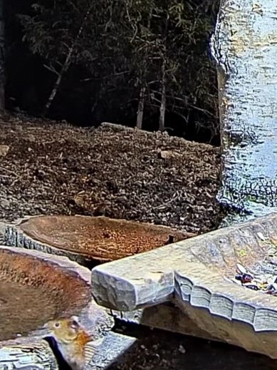 livebirdspoland_2af79b631d3fad76e6d958ec4ac0c9c4.jpg