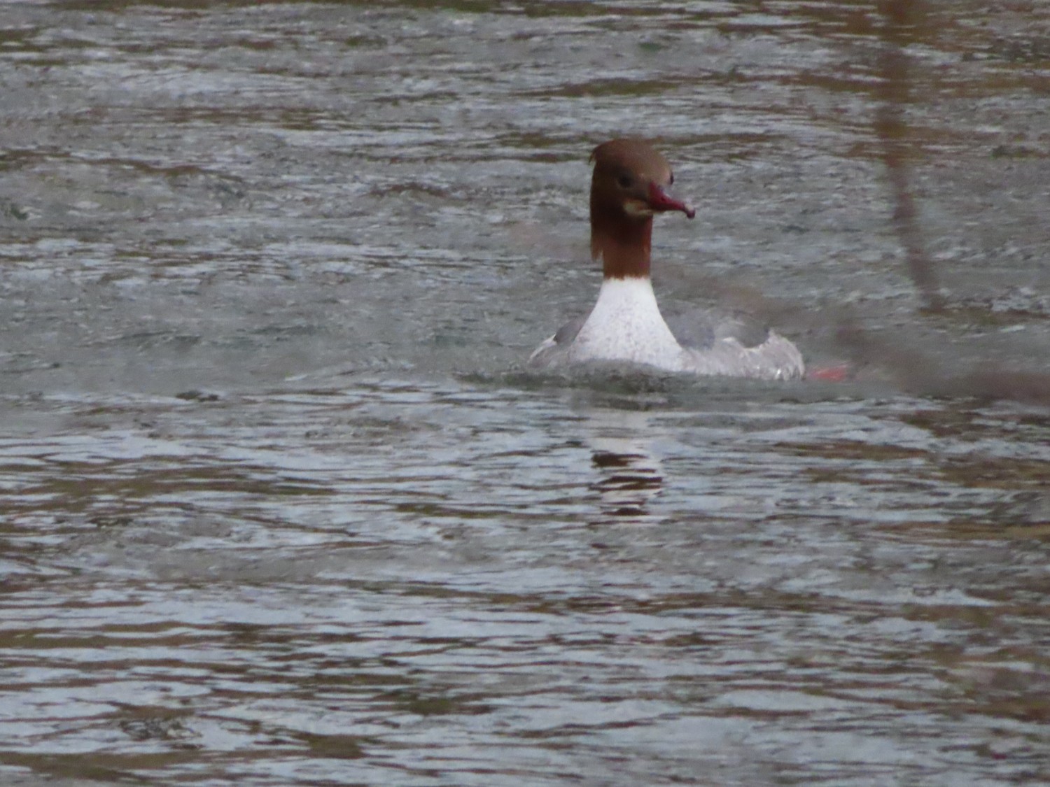 livebirdspoland_ceb00c2c5f41481ed6fd72ab98ec7be4.jpg