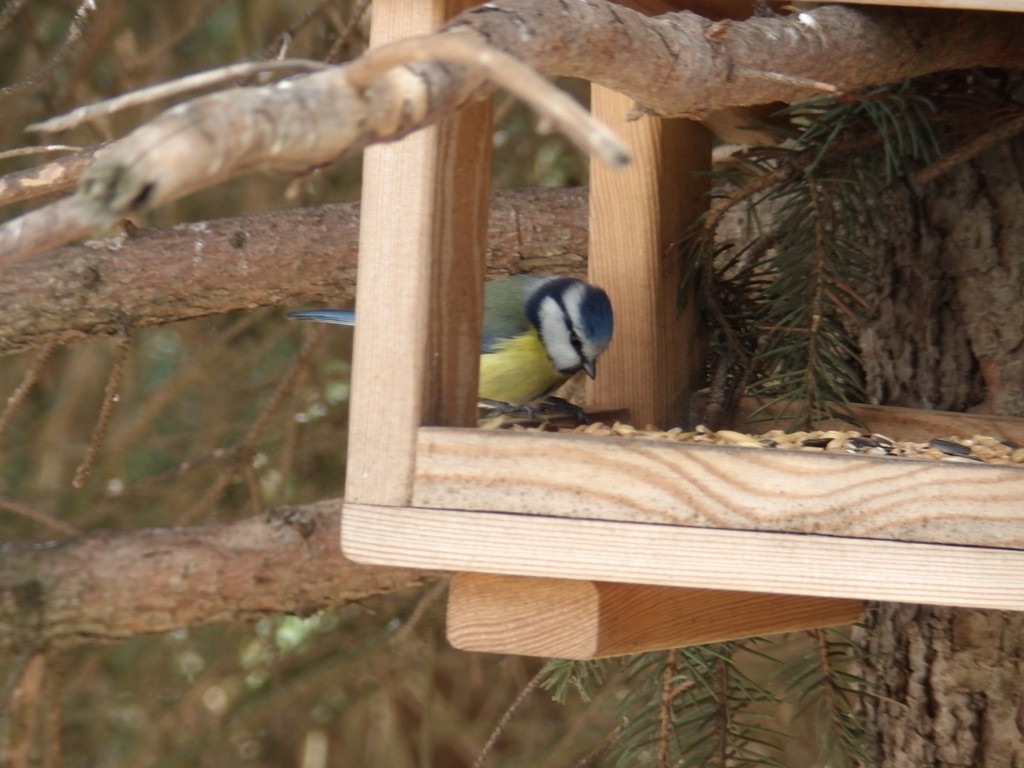 livebirdspoland_b5552d4cdd383c1ee3c295afaed7a821.jpg