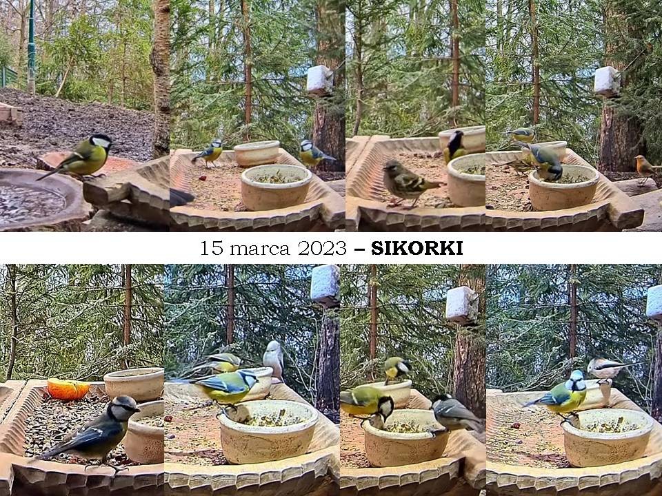 livebirdspoland_edfba1b520c8d3b6f3778246bcd87b9e.jpg