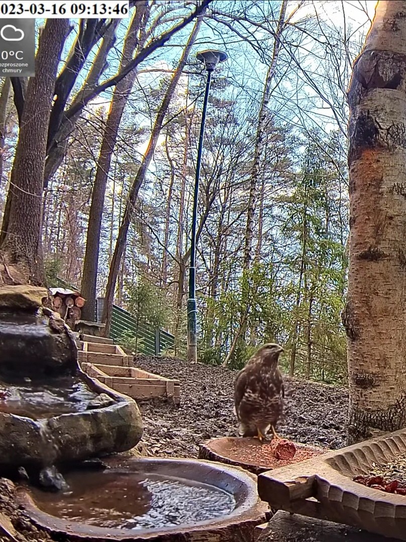 livebirdspoland_9352dc5b5f481a433275a23820e923de.jpg