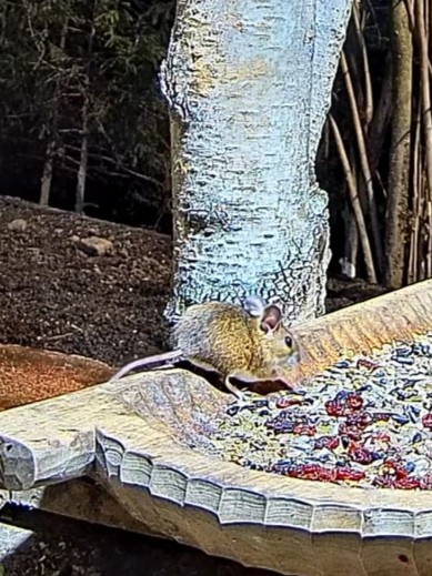 livebirdspoland_c1deb28fefa16e01a1b8424bbf0a0498.jpg