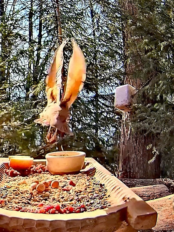 livebirdspoland_7e753d5aa122ca38ce43c36b8223aa81.jpg