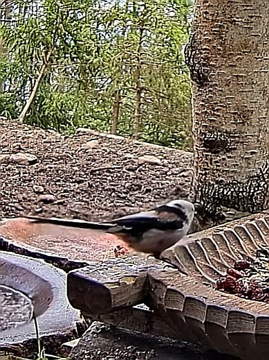 livebirdspoland_550ea29151f2b69a7a30d763d622cf7f.jpg