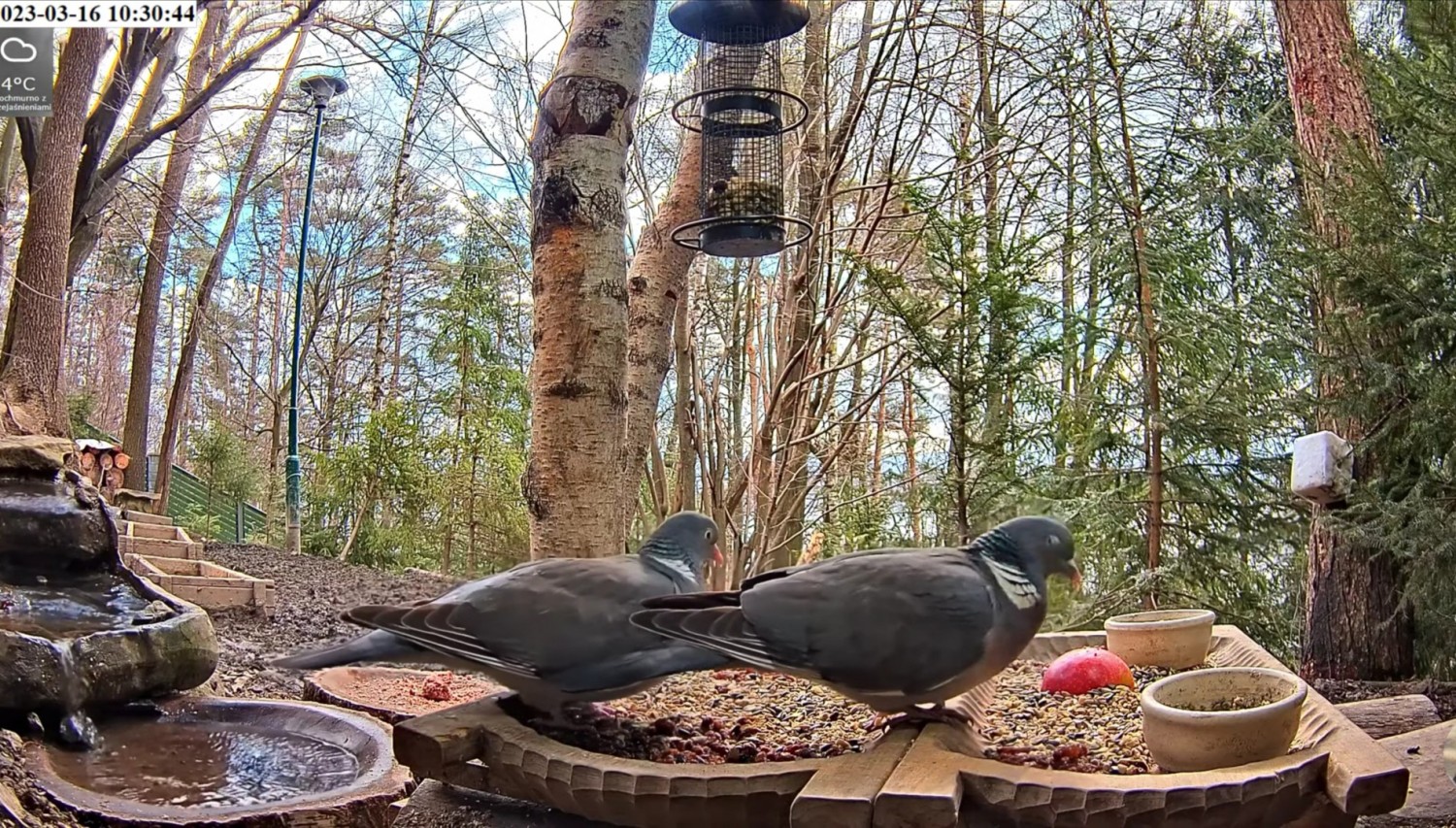livebirdspoland_e03bc9ce998ee46fbe94316ab5c953a7.jpg