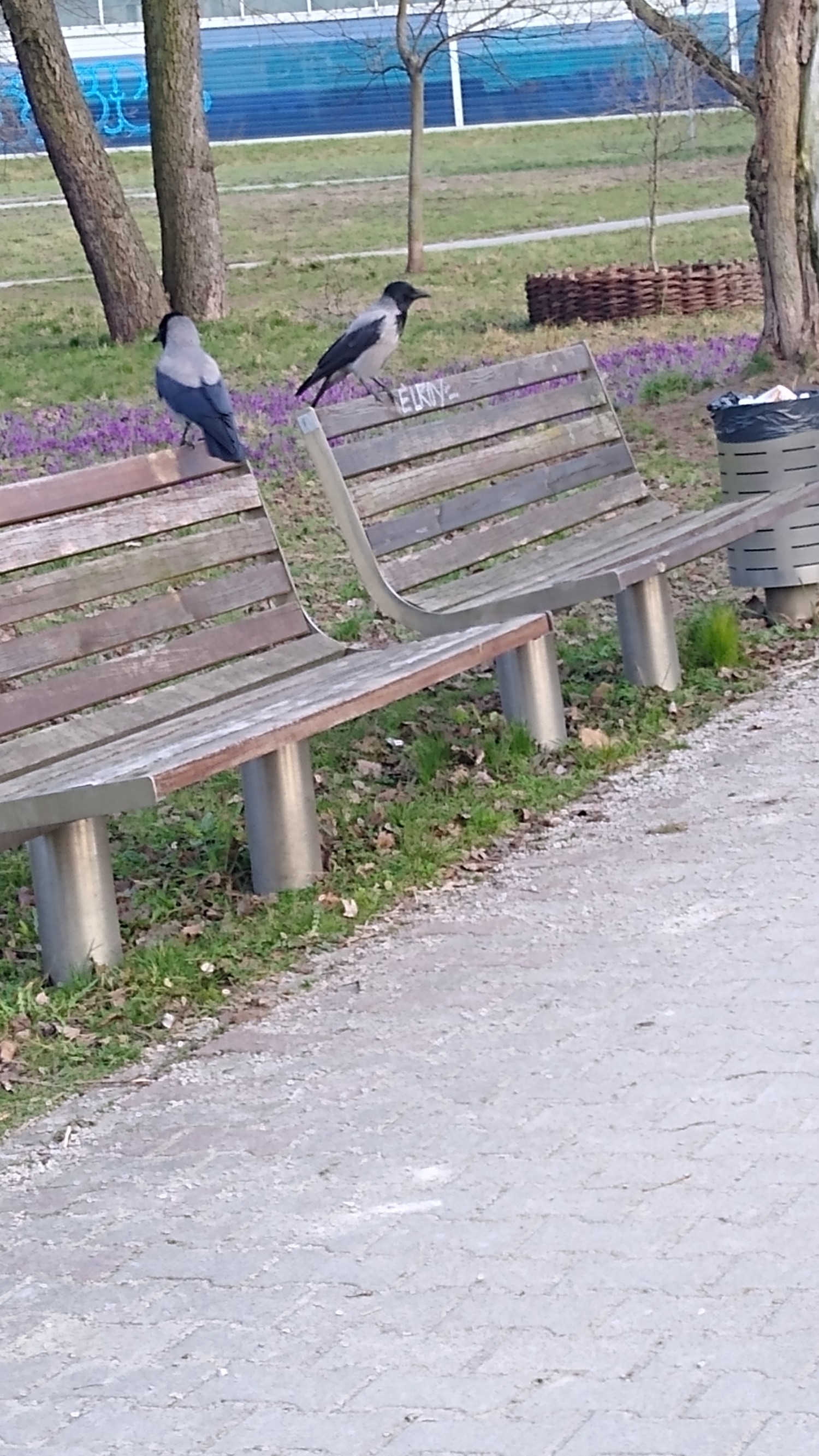 livebirdspoland_541e9ddf1768b8297edb92adba83d9fe.jpg