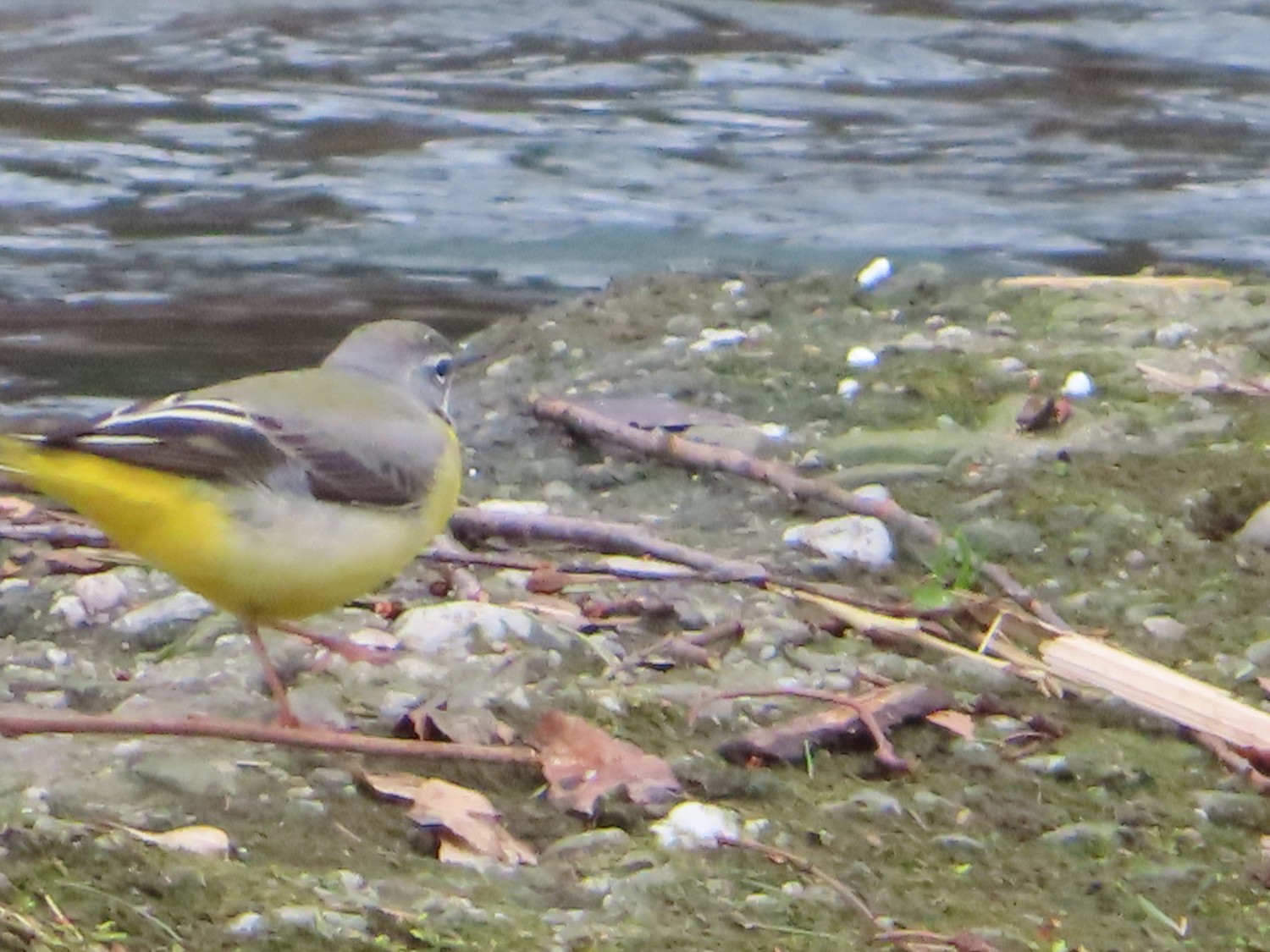livebirdspoland_d3c67a9dcc1d8f9f23d3a722b7b42aab.jpg