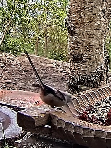 livebirdspoland_3240048b272787e8725351c1d9ef9fbc.jpg