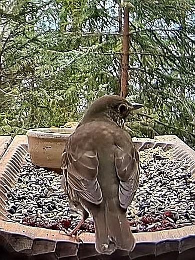 livebirdspoland_a36cf7a41e7c2ad5d2bfe79a9f067986.jpg