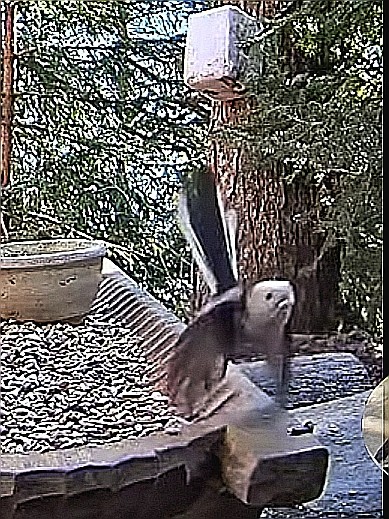 livebirdspoland_b07ce2c0e3a836fbf0b5c173a3b3e886.jpg