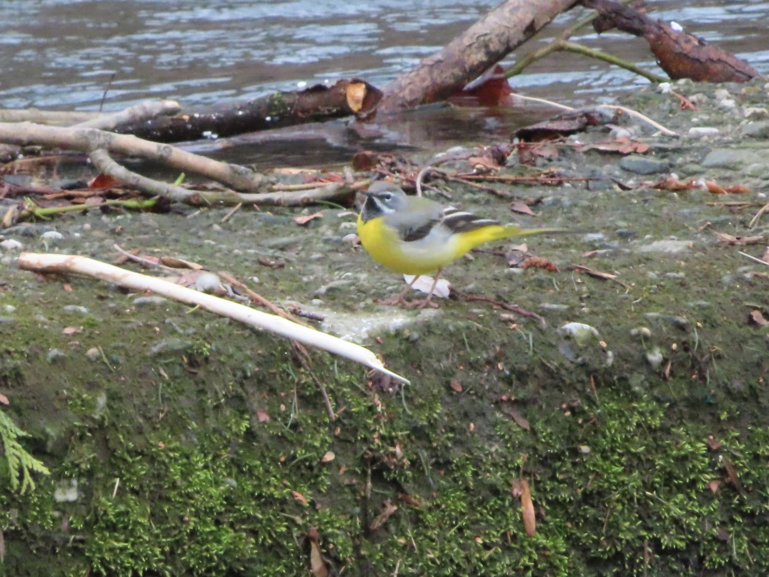 livebirdspoland_d6dafcc66b39ca7ff3415a7fae229e3c.jpg