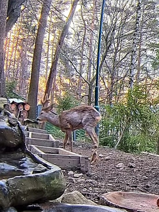 livebirdspoland_025634283dce595bf8e1f48b40111b4a.jpg